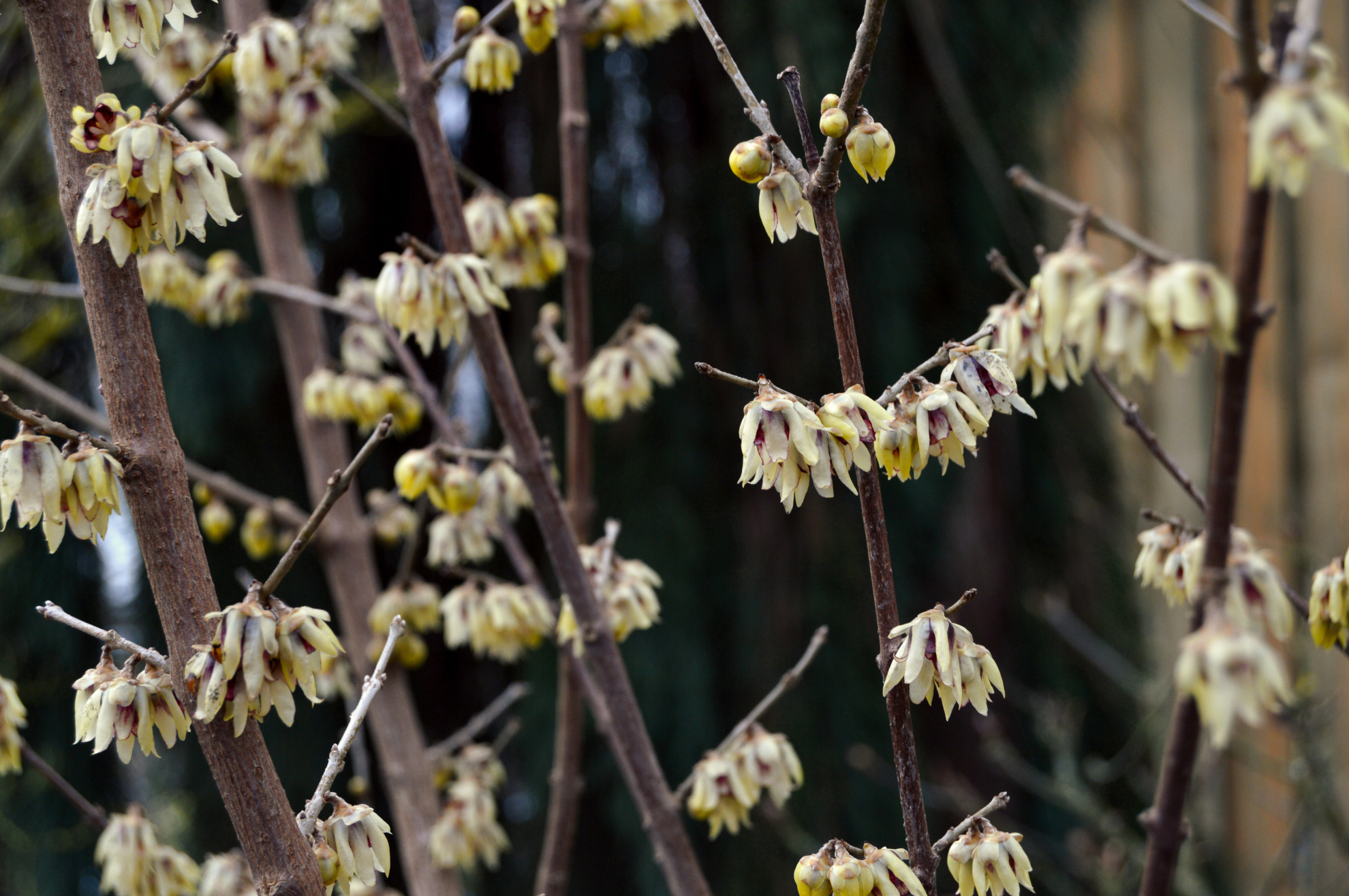 Chimonanthus praecox