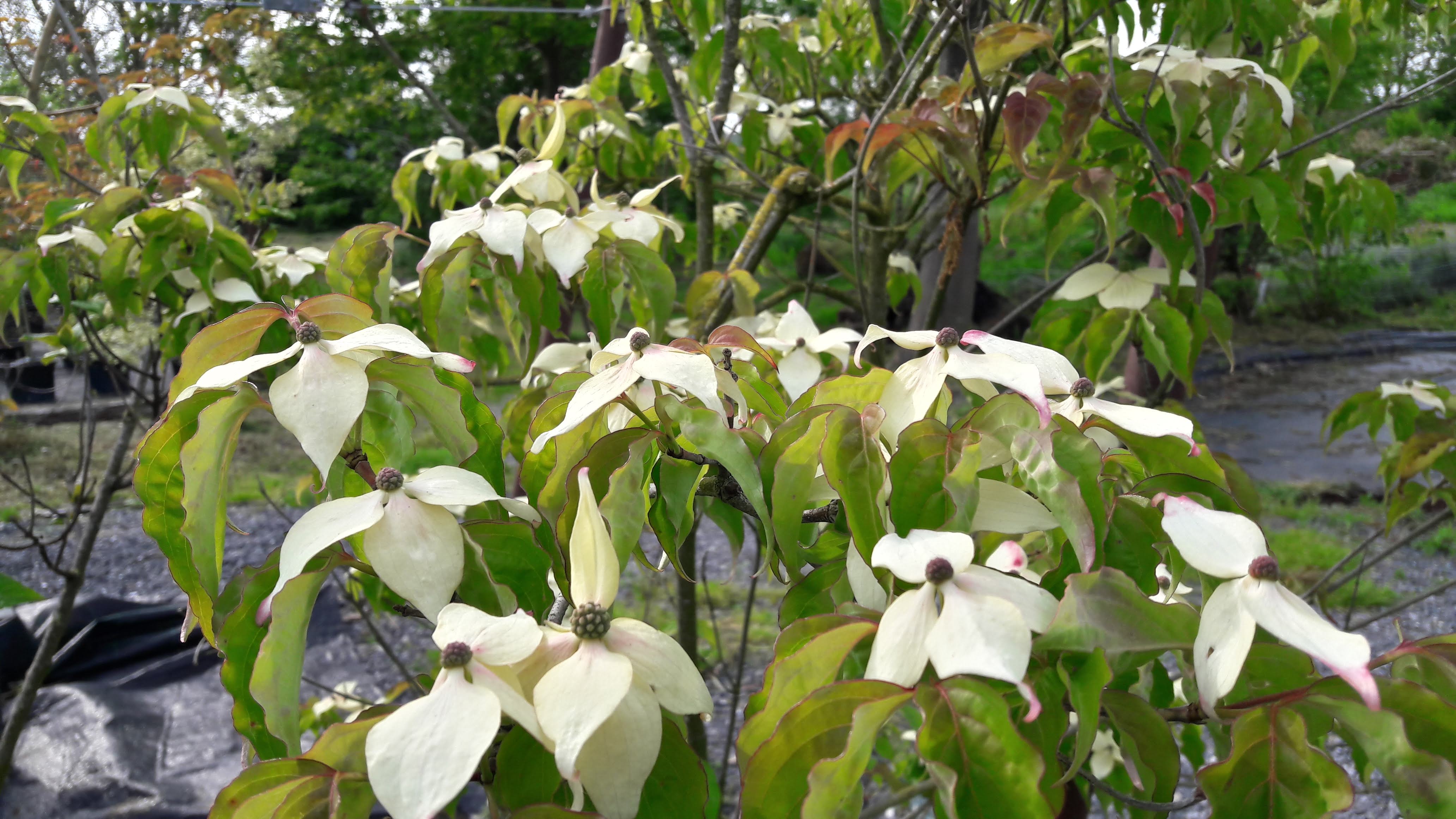 Cornus kousa