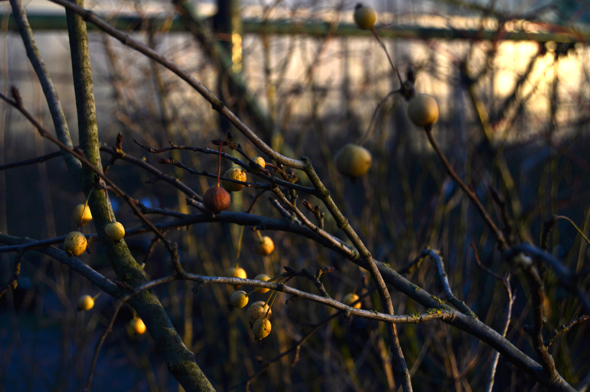 Malus 'Golden Hornet'