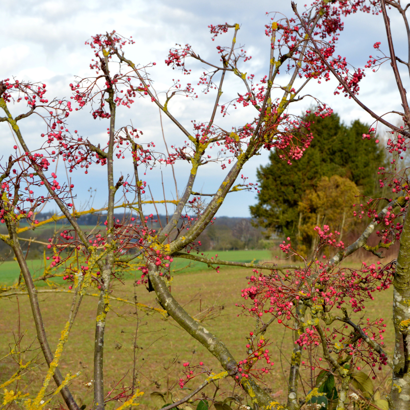 Sorbus hupehensis 'Rosea'